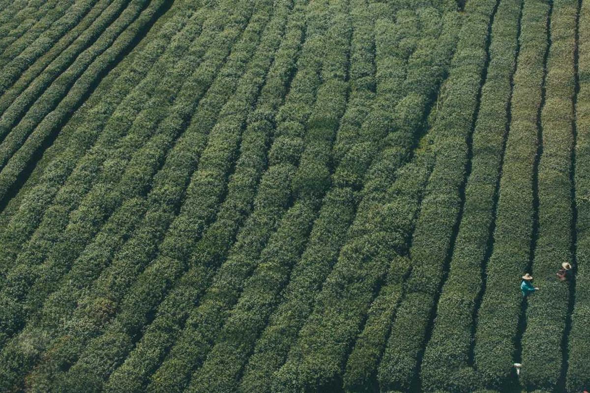 الموسيقى اليمنية - 15