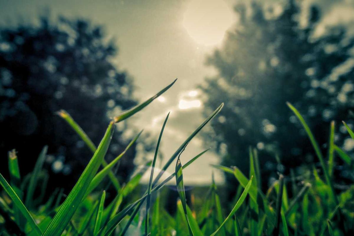 الزراعة في اليمن - 10